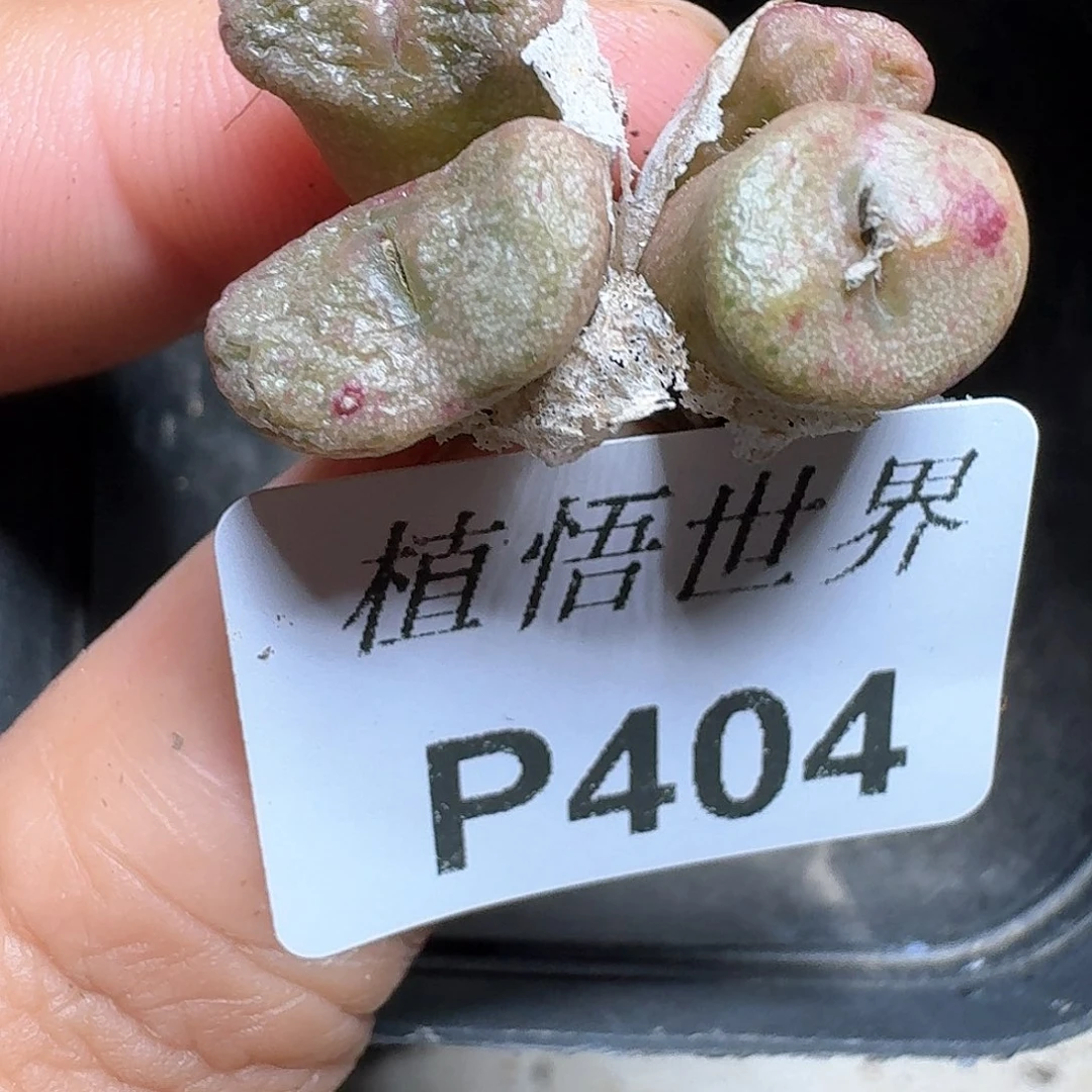 404盒多肉植物哇c g