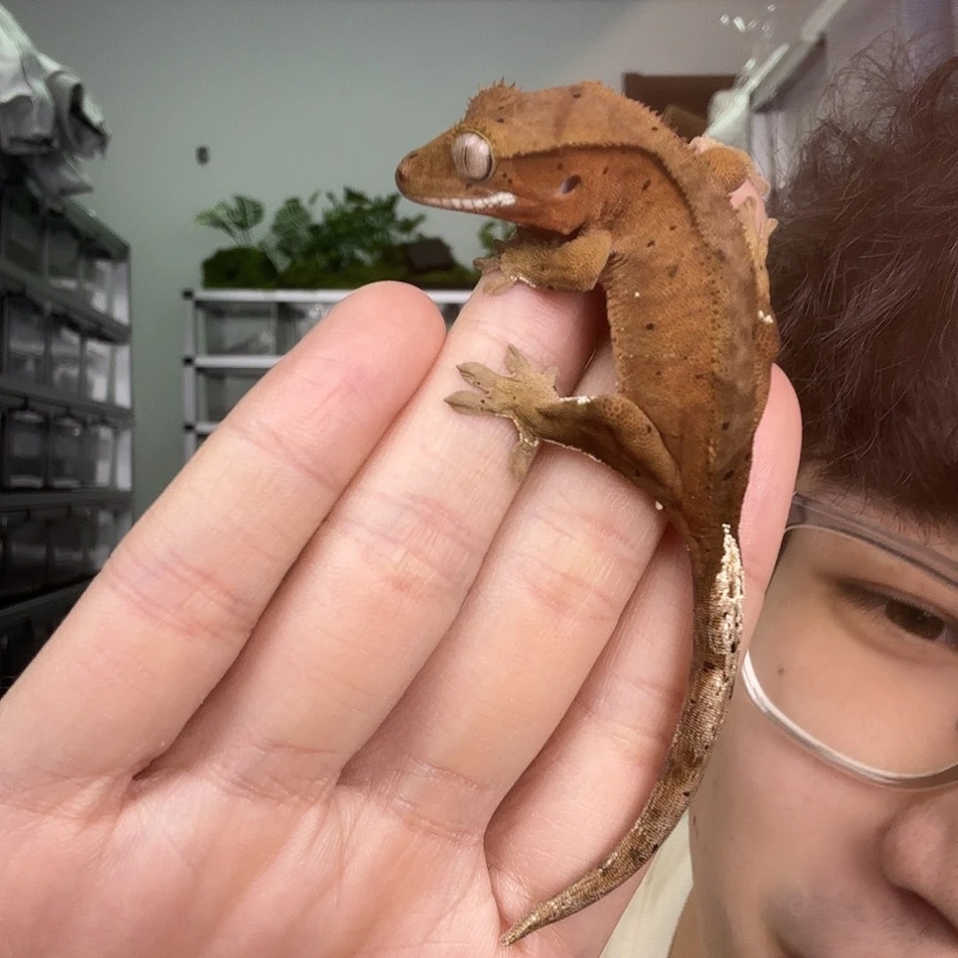 睫角守宫双红麦町