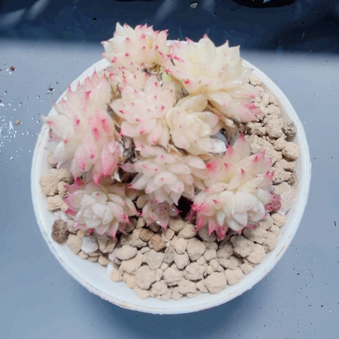 红***惚特价处理带盆不包售后