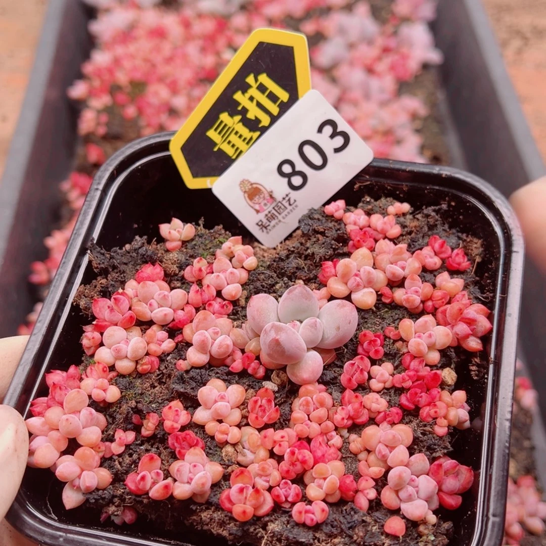 多肉植物多肉植物