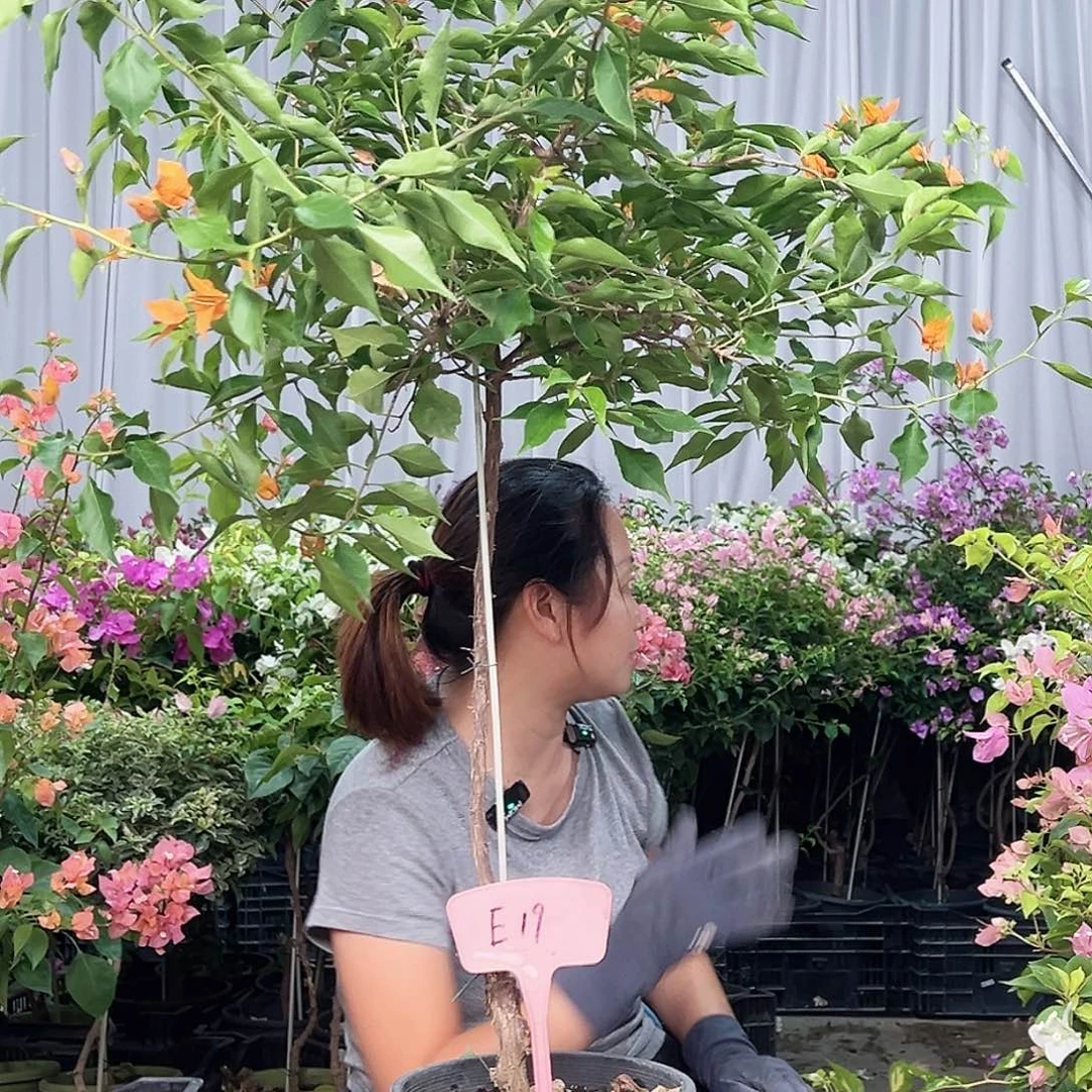 杨***姐当前无花栽培后可以开花E19橙桑巴