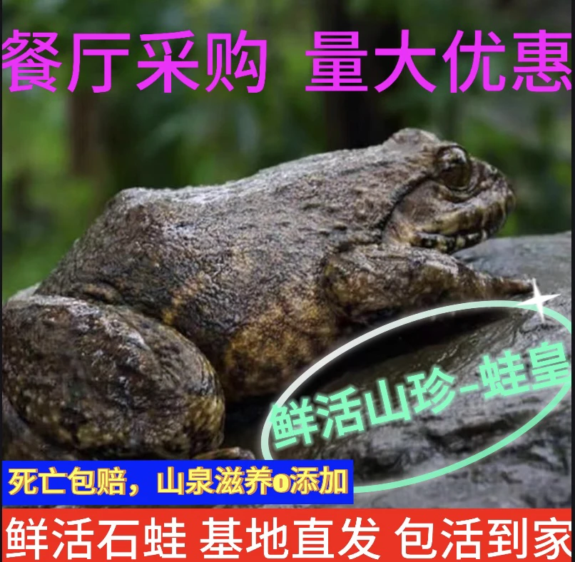 福建石蛙石冻棘胸蛙坑将抱手石蛙山泉水溪水山涧石林公蛙批发包邮