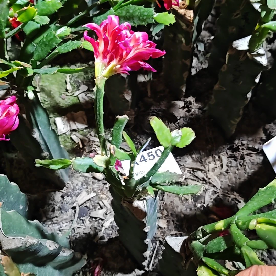 新品粉重脱土脱盆易掉芽苞450