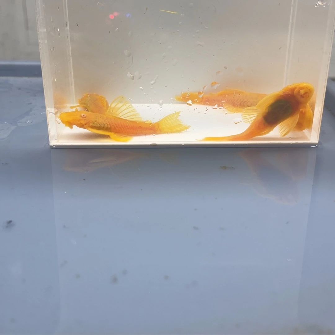 清道夫鱼24k红眼6公分胡子5条开箱视频报损