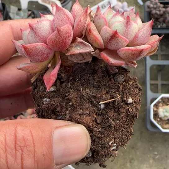 29笨吧多肉植物多