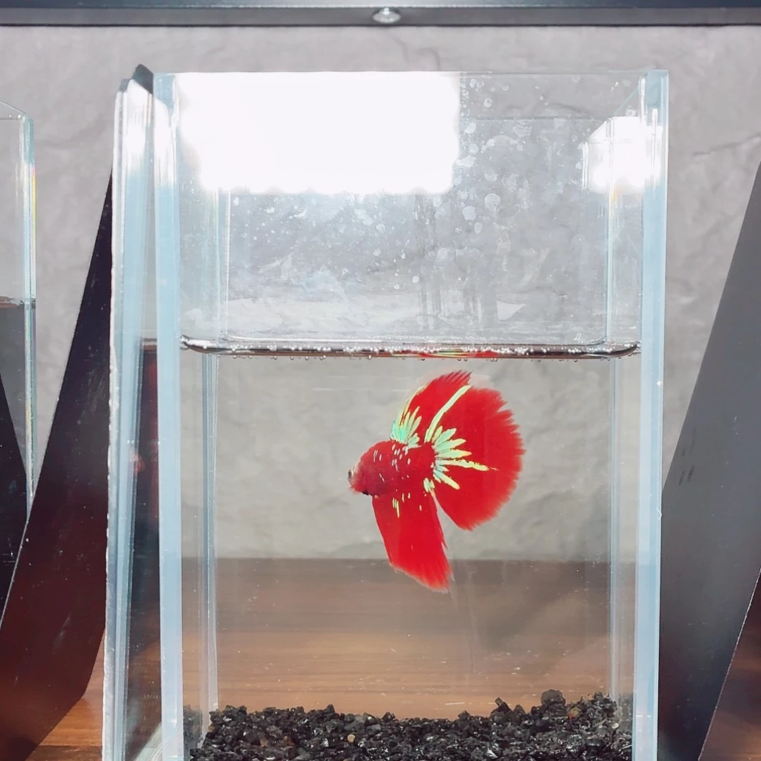 斗鱼彩金半月公鱼