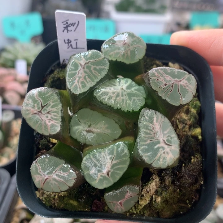 彩虹万象一物一拍