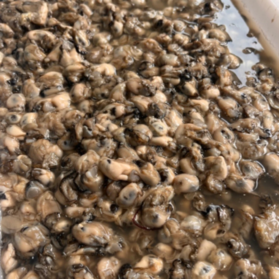 鳌江岩石小海粒，约500g