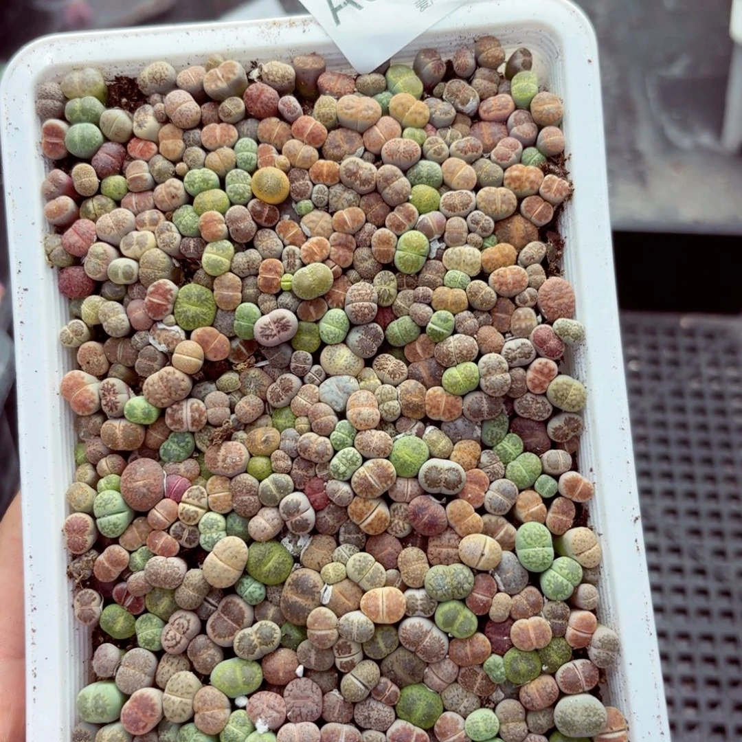6638–生石花 生石花