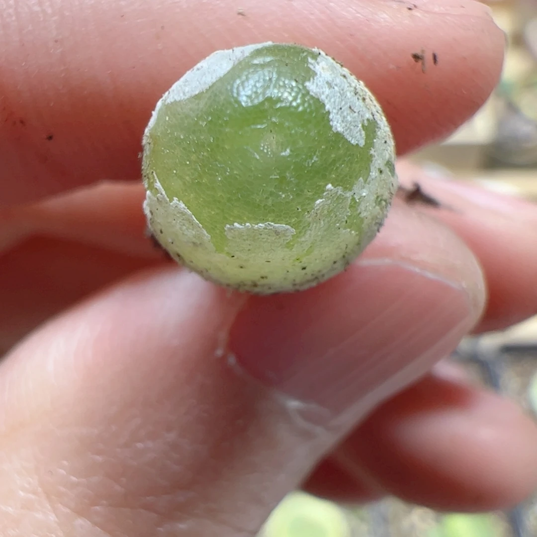 【闪购商品】231 哈默灯泡