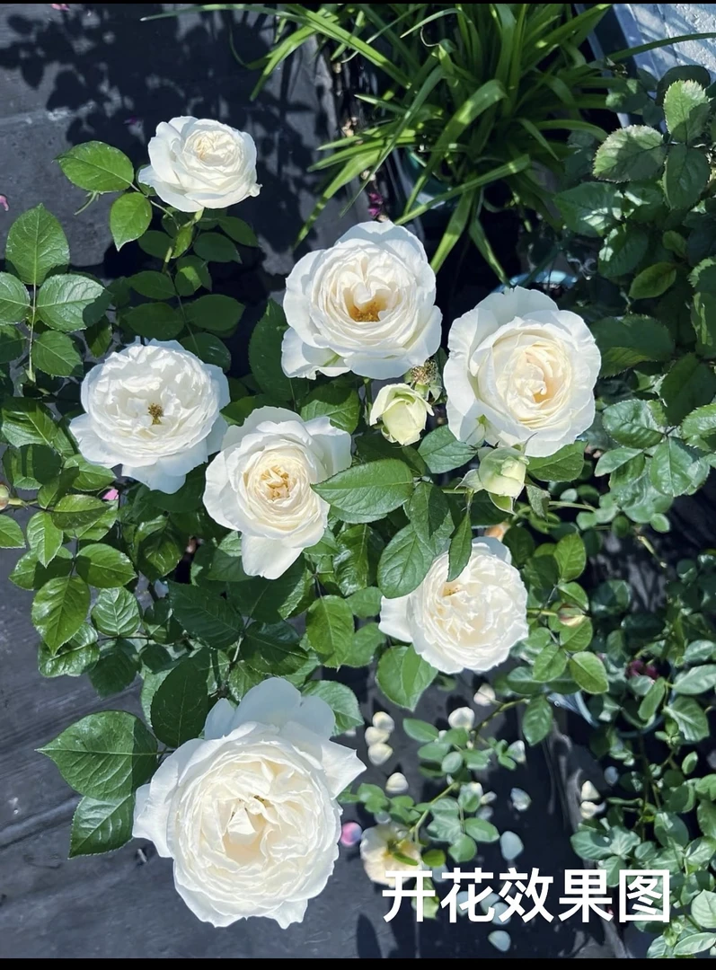 【婚礼之路】180盆 原盆原土 庭院阳台多季节重复性开花