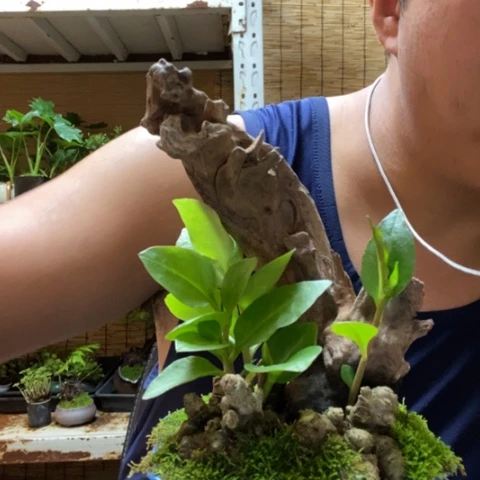 红陶西****芙一物一拍所见即所得312