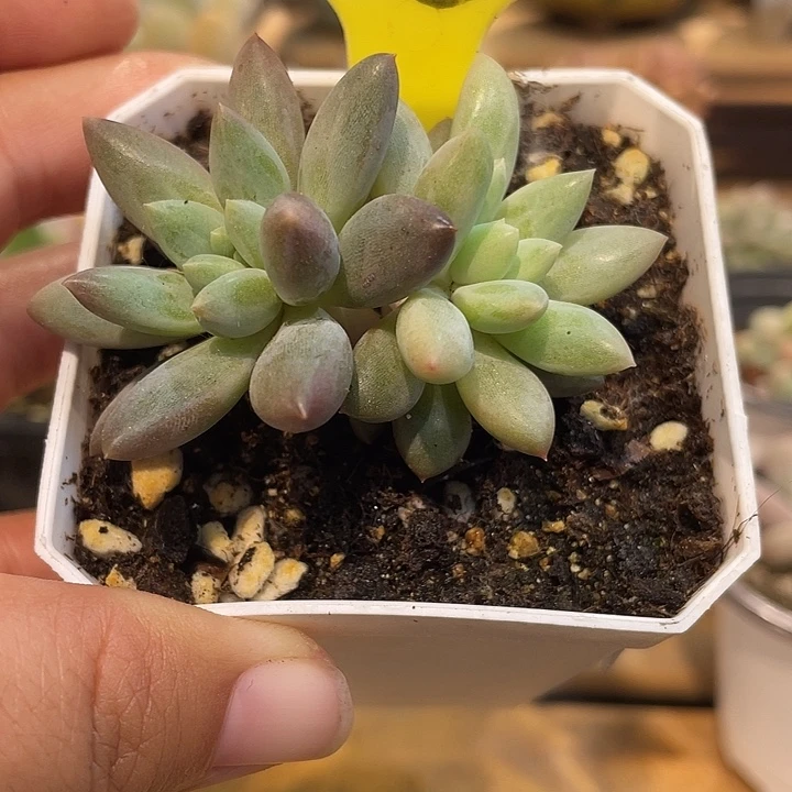 033车厘子锦啊啊啊啊啊