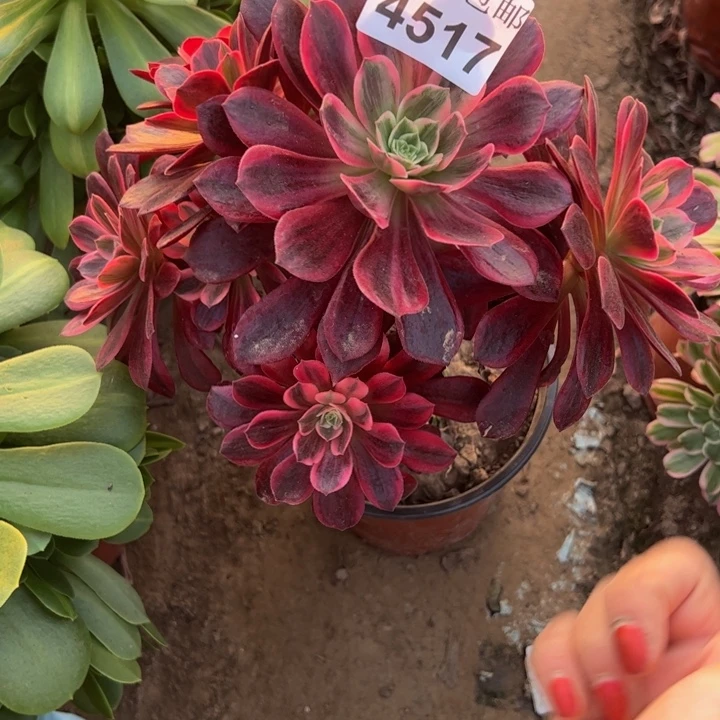 4517婚纱有干巴多肉植物