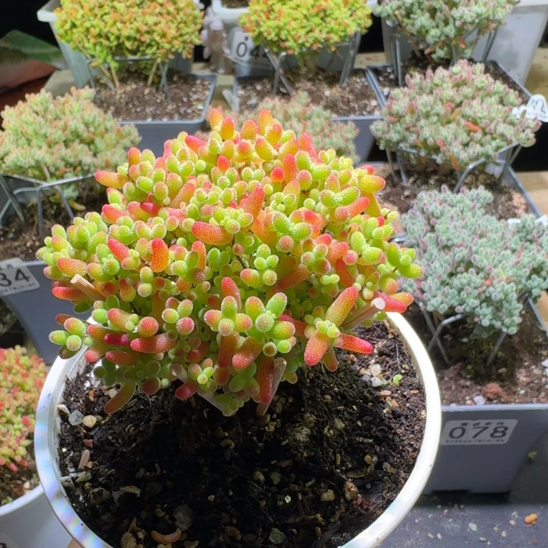 枝干番杏蜜桔糖球435