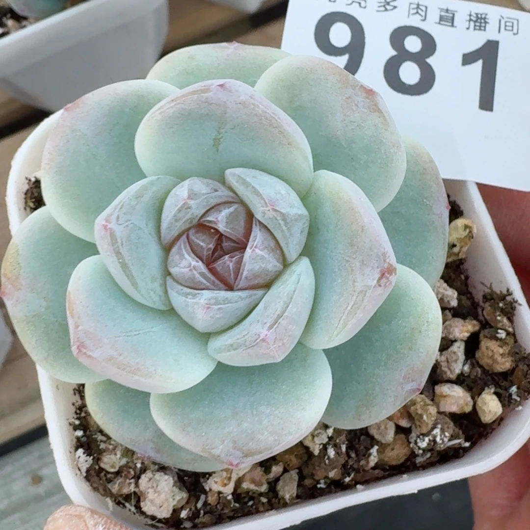 玉清风      愿你一路坦途，乘风破浪展宏图