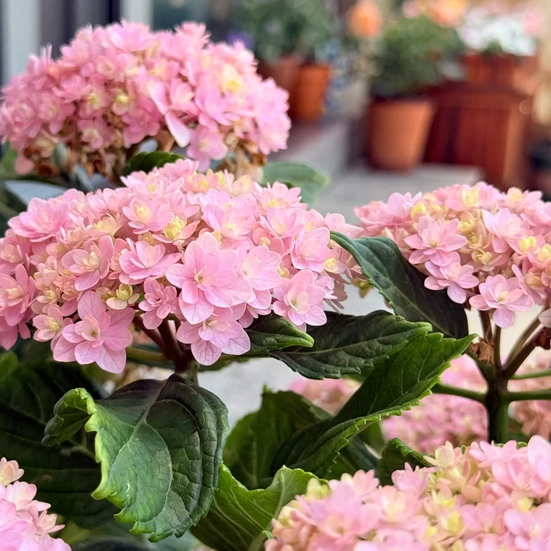 花手鞠绣球花特大苗老桩耐冷耐热庭院室内易活四季开花