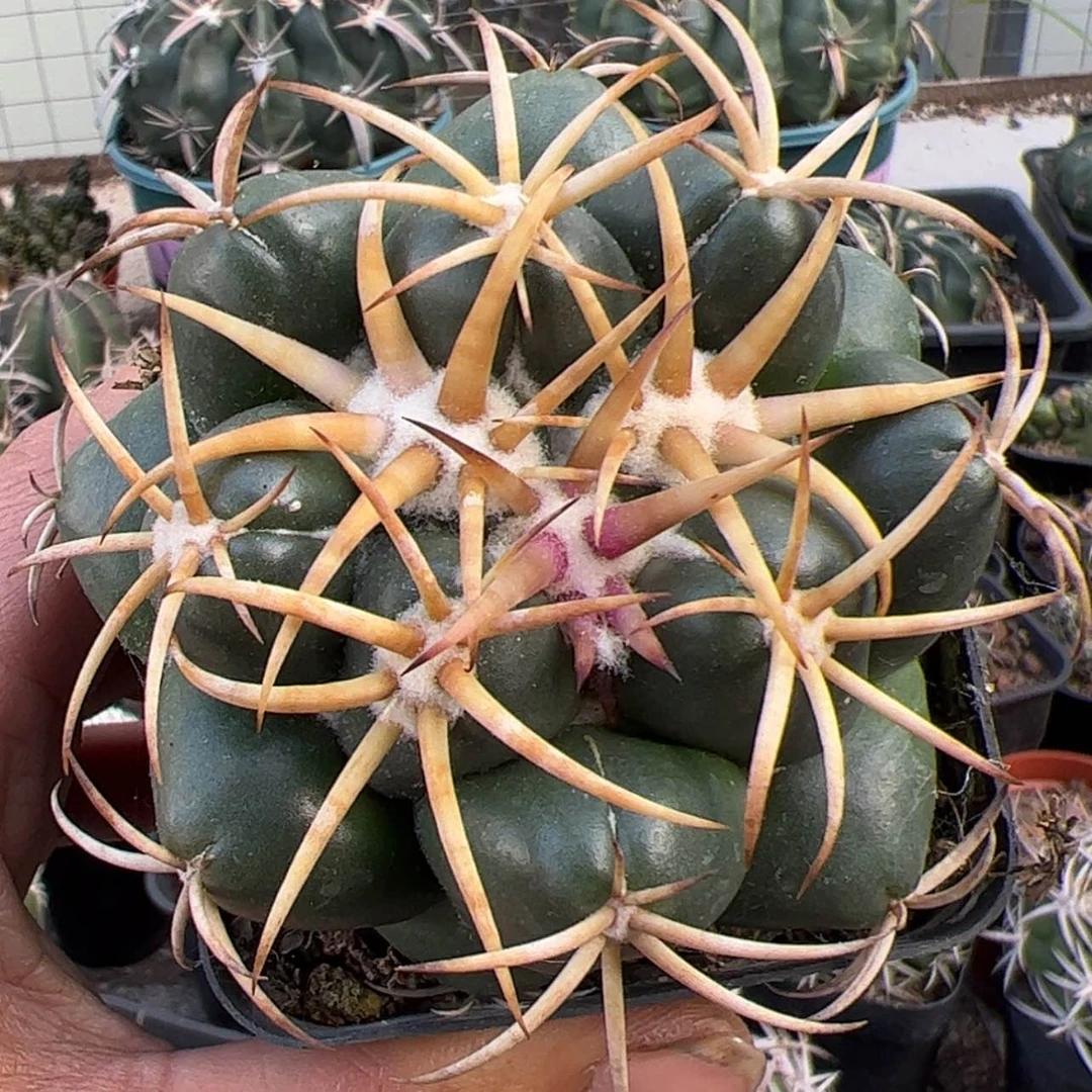 【闪购商品】实生仙人球