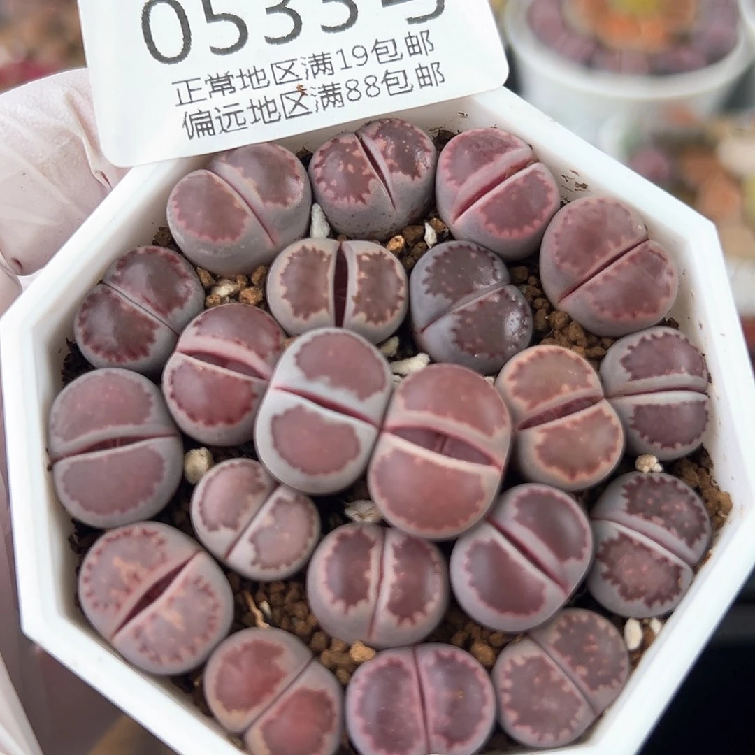 0533三年紫饼干21颗1.3cm左右个别可能腿长