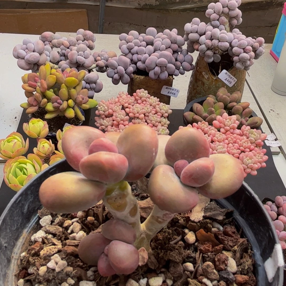 115/5cm芒果kk奶多肉