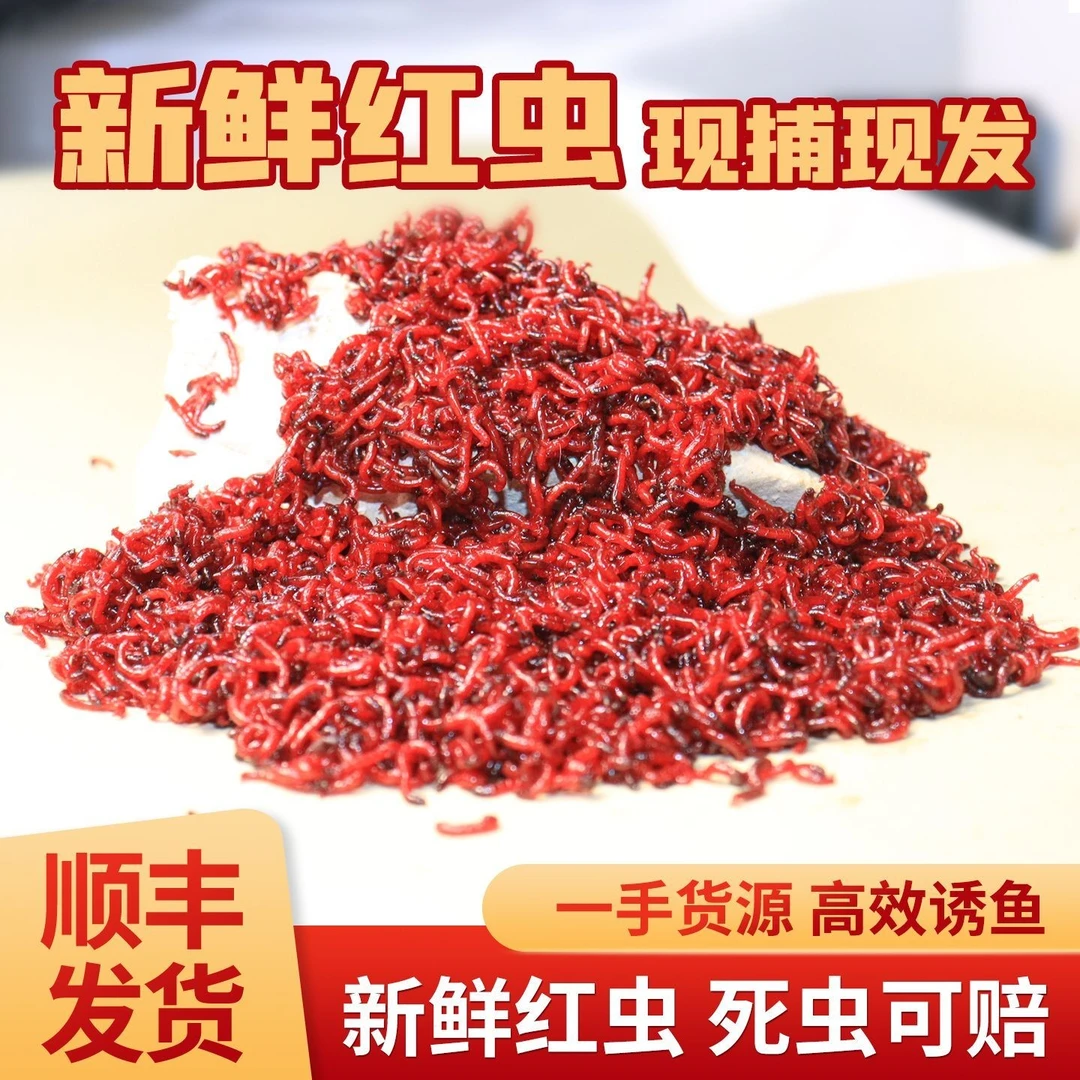 鲜活红虫特大号活饵挂钩鱼饵鲫鱼野钓饵料垂钓喂鱼
