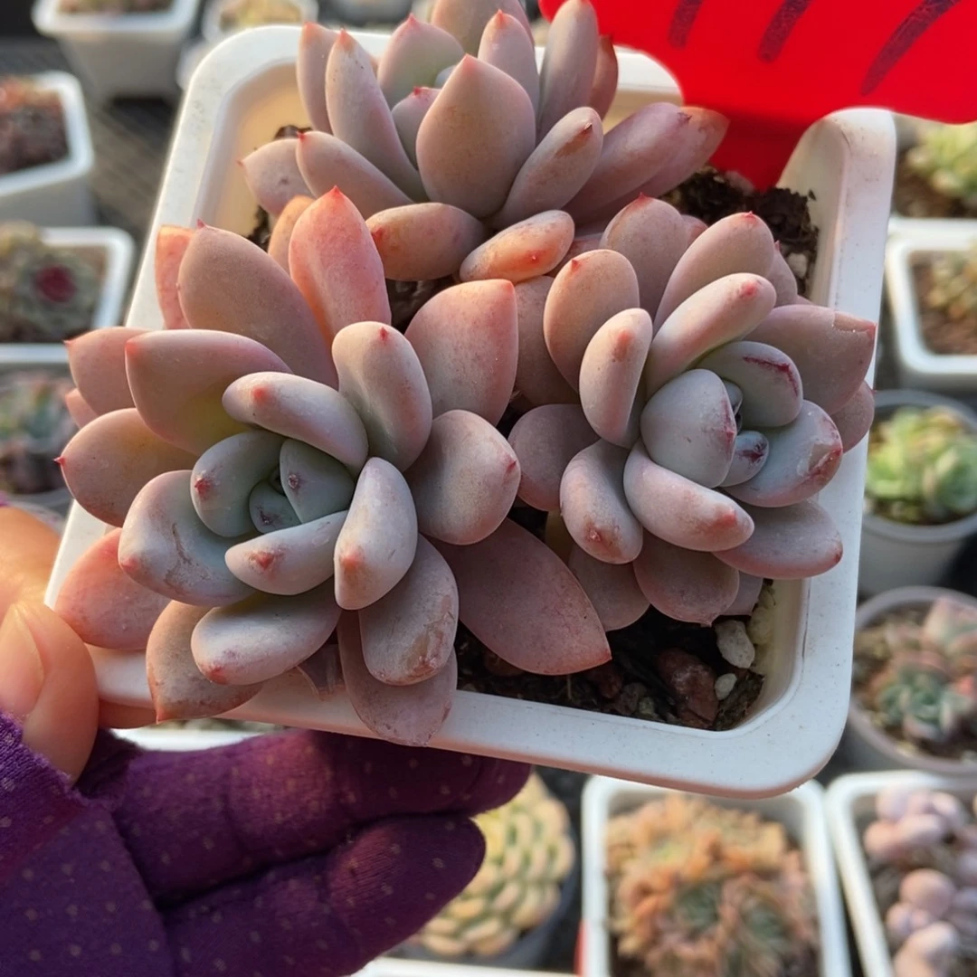 977星星雪多肉植物