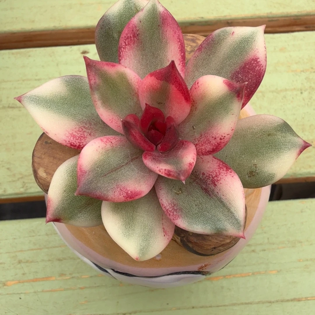 火焰山锦侧芽锦上园艺一物一拍