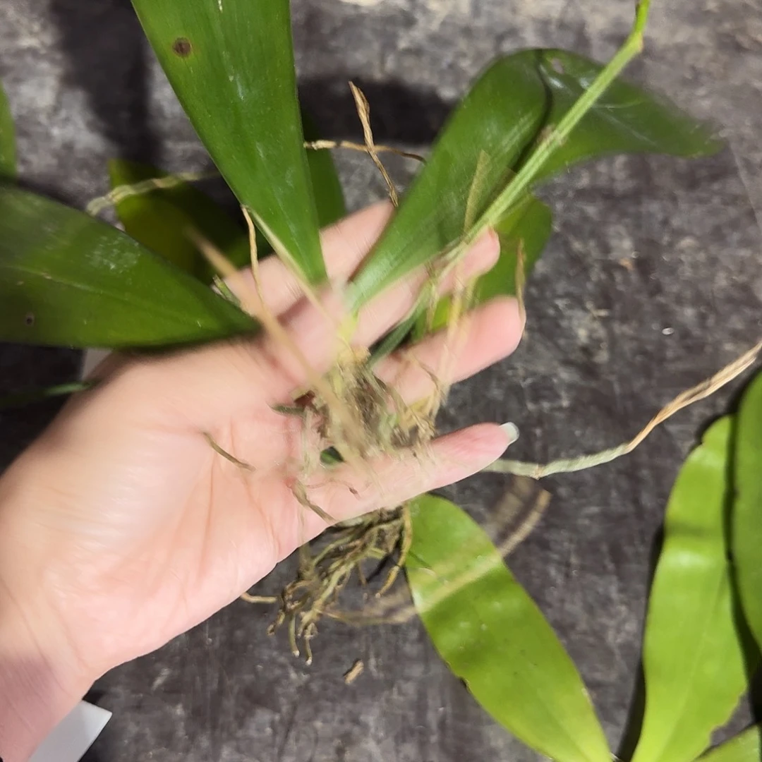 完全开放耗*叽蝴蝶兰