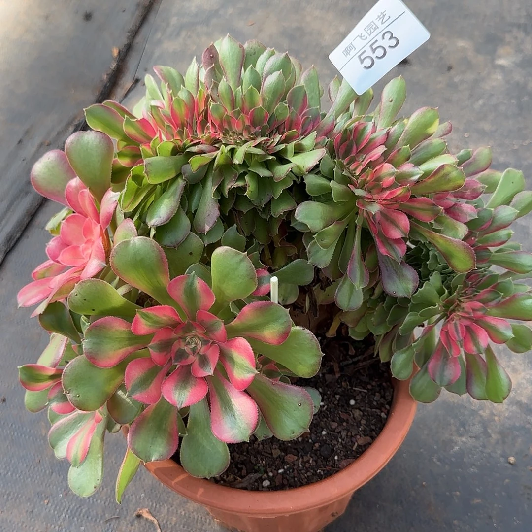 553多肉 高锦香妃缀