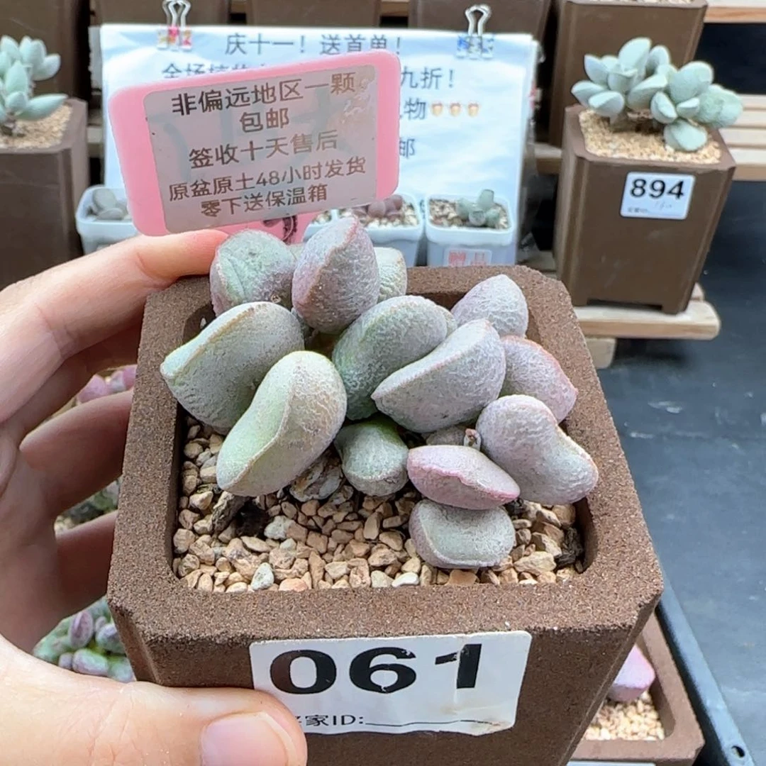 061黛安娜多肉植物