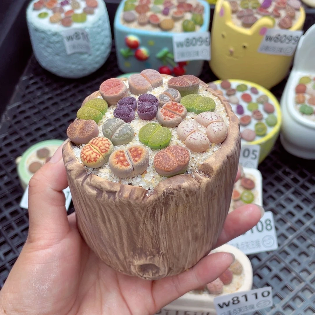 w8112 带盆土发货一物一拍