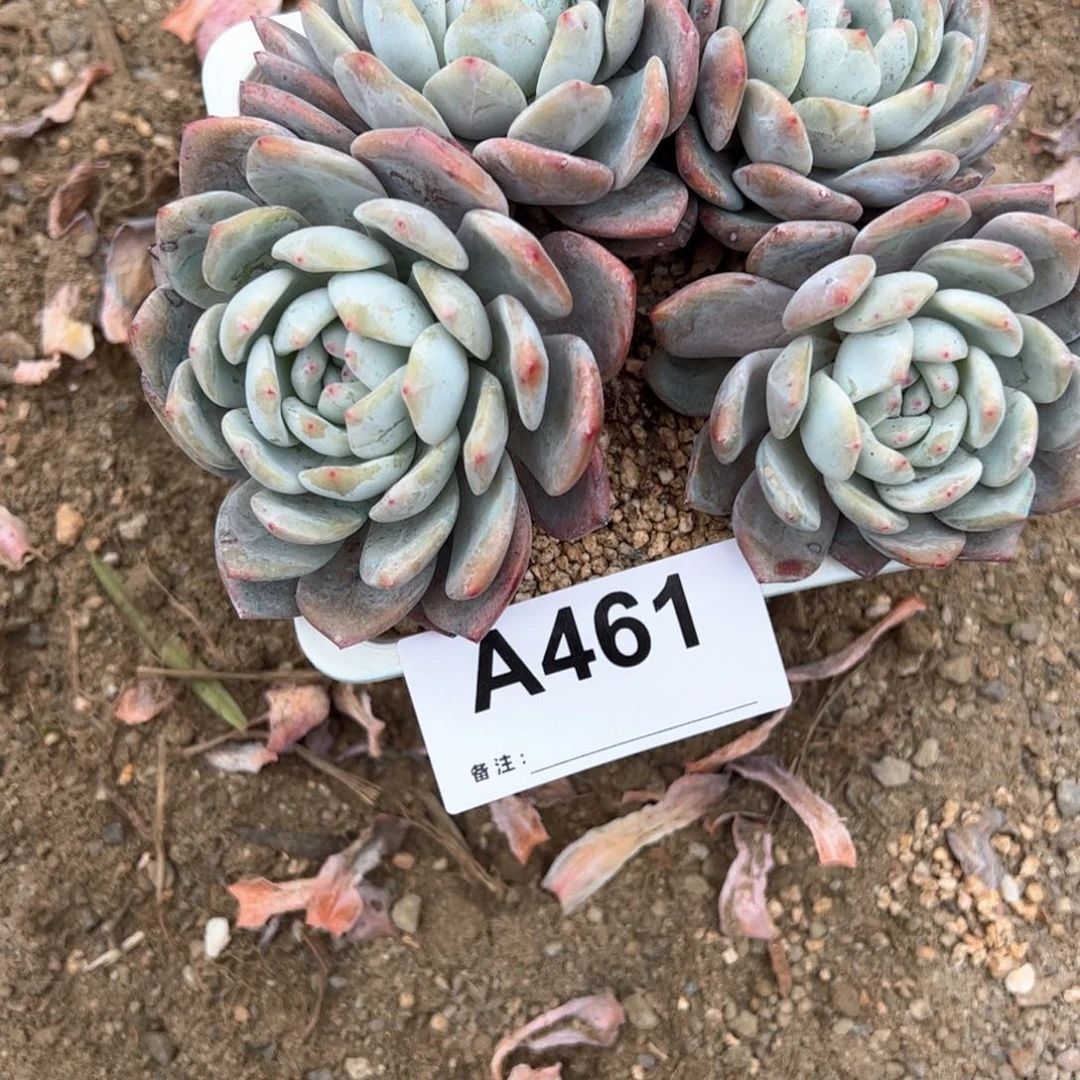 香*猫461 多肉多肉多肉多肉多肉