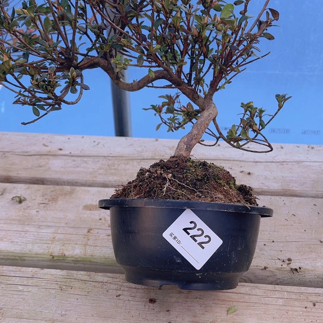 红陶直播时间一直一直