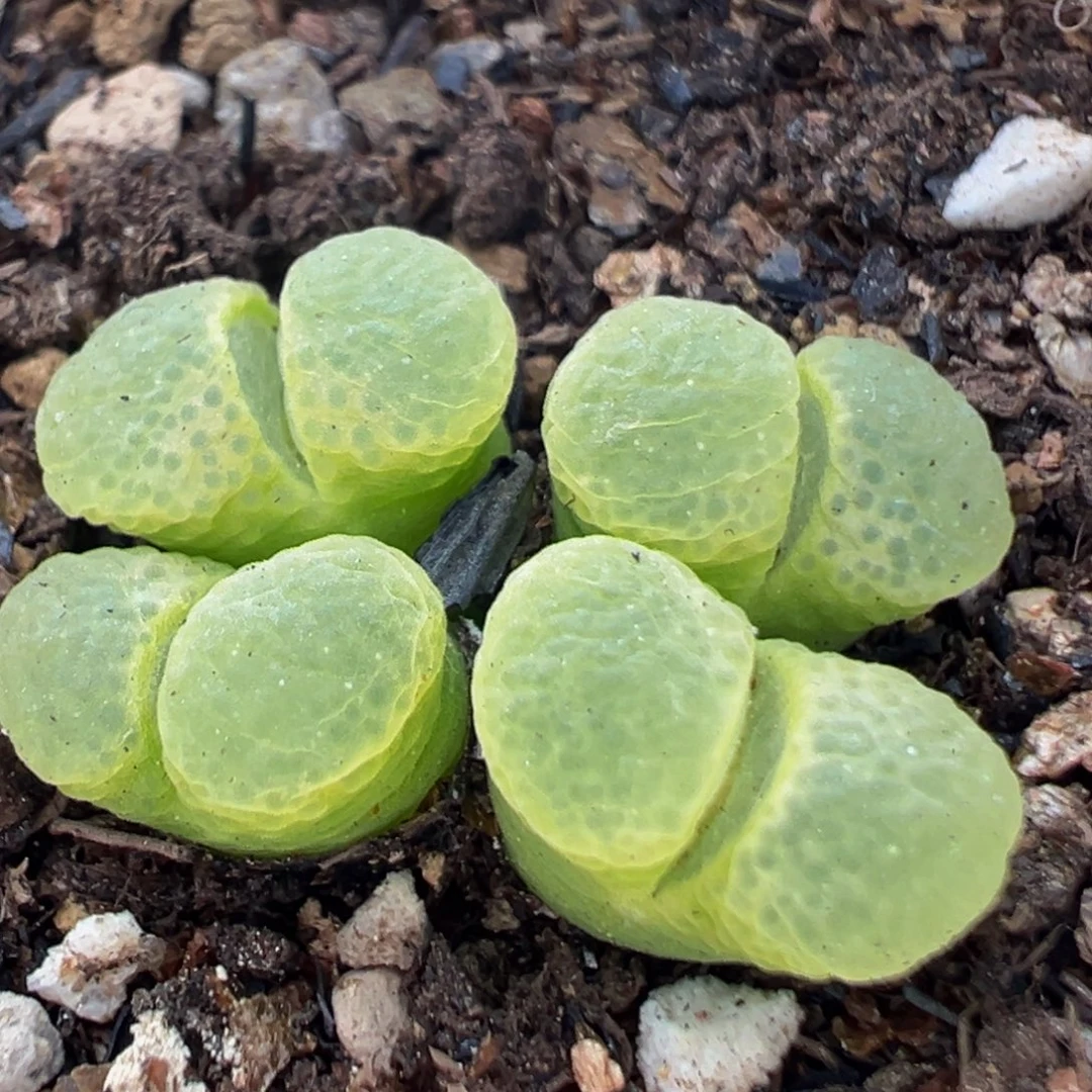 45多肉植物百科樱花1453.9