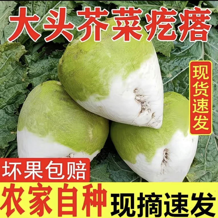 四川新鲜大头菜腌制凉拌口味农家蔬菜