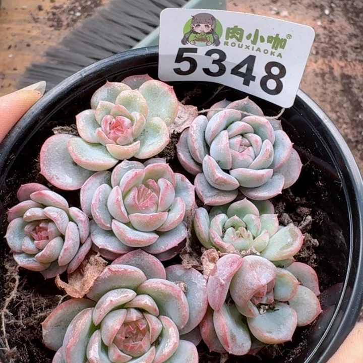 多肉植物多肉植物