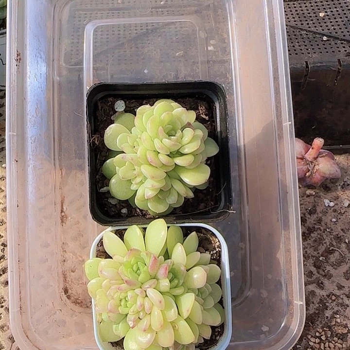 你***风花时光精品多肉60