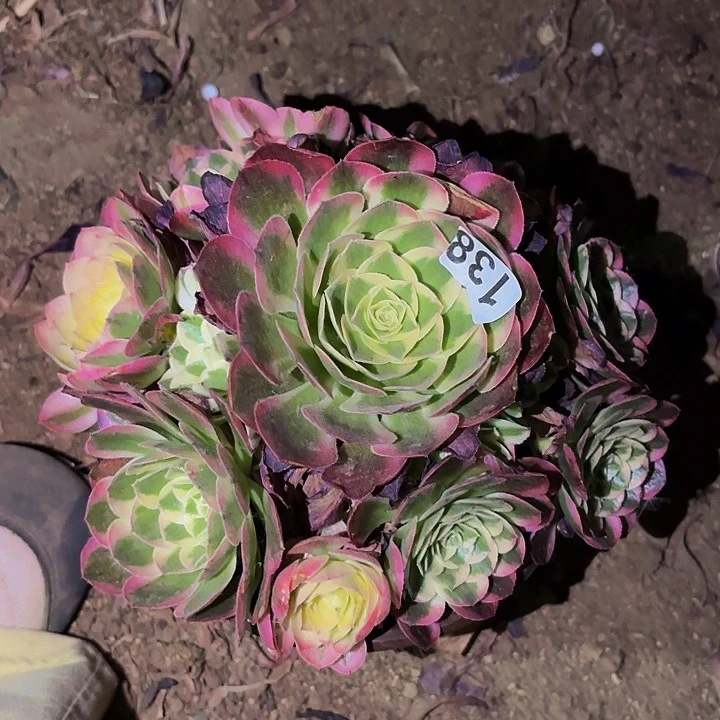 138红楼梦多肉植物