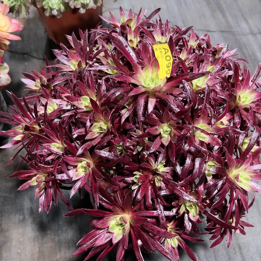 凤凰锦099多肉多肉