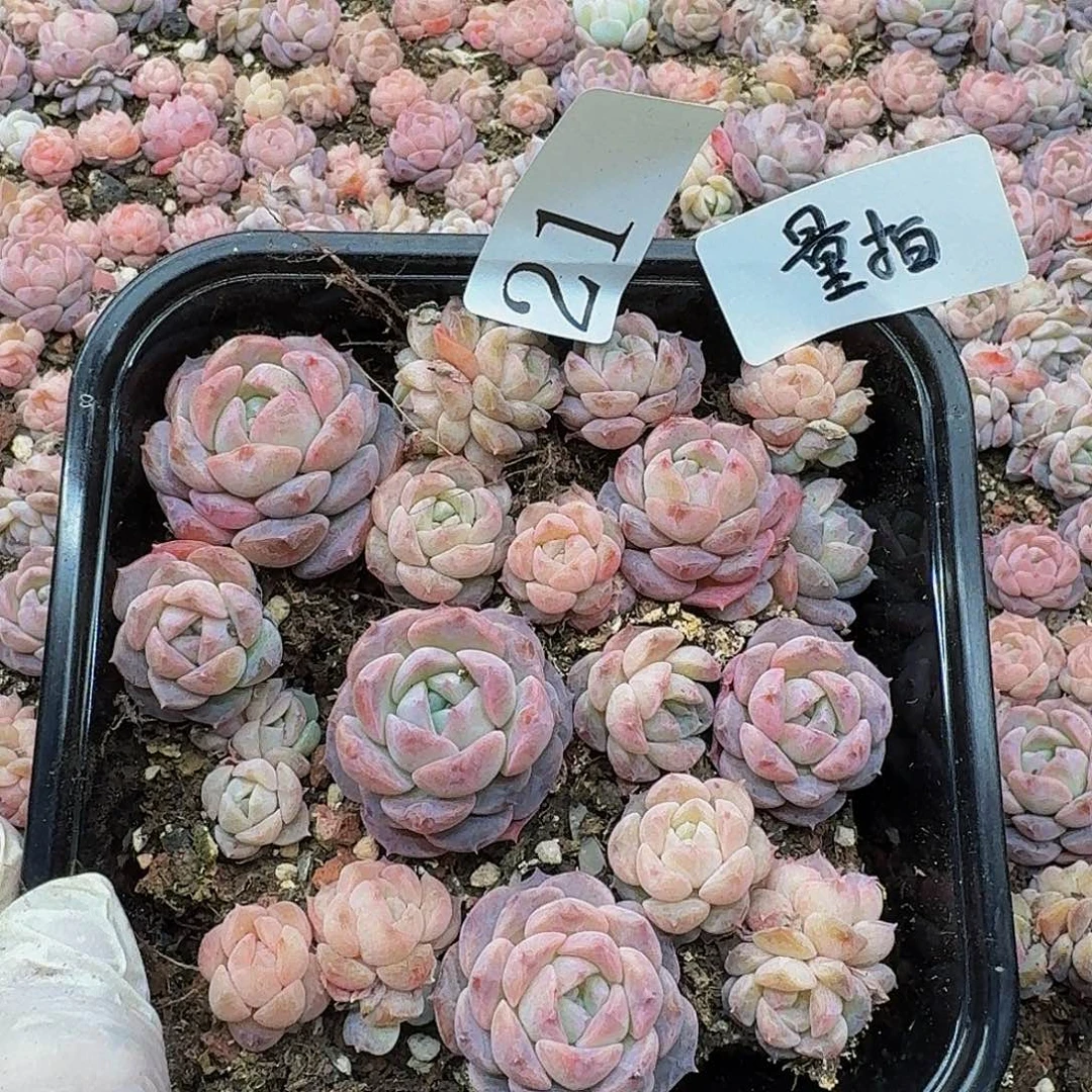 多肉植物多肉植物21量拍