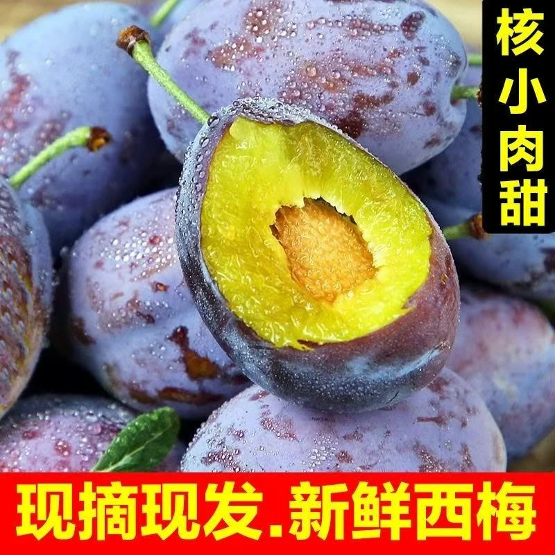 【头茬鲜果】新鲜现摘西梅香甜多汁当季水果放软更好吃产地直发