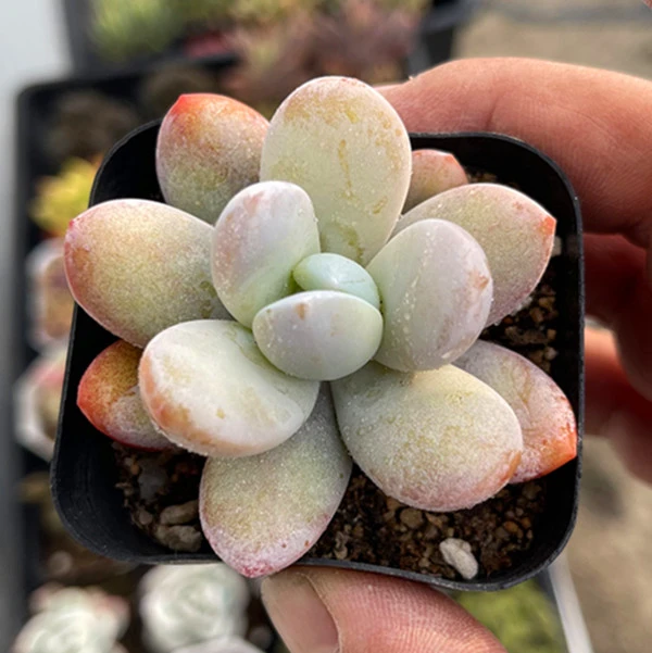 （满9.9元包邮）雪美人5厘米左右多肉植物