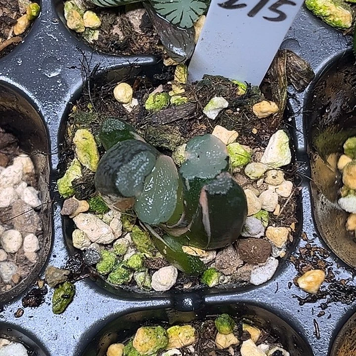 275欧大宝万象锦脱土发货