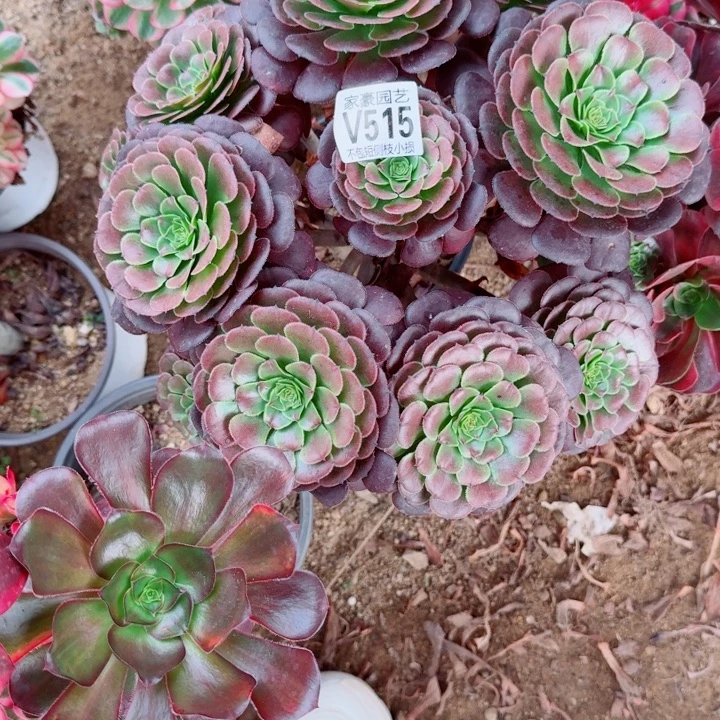 515黑萝莉官服30号左右2