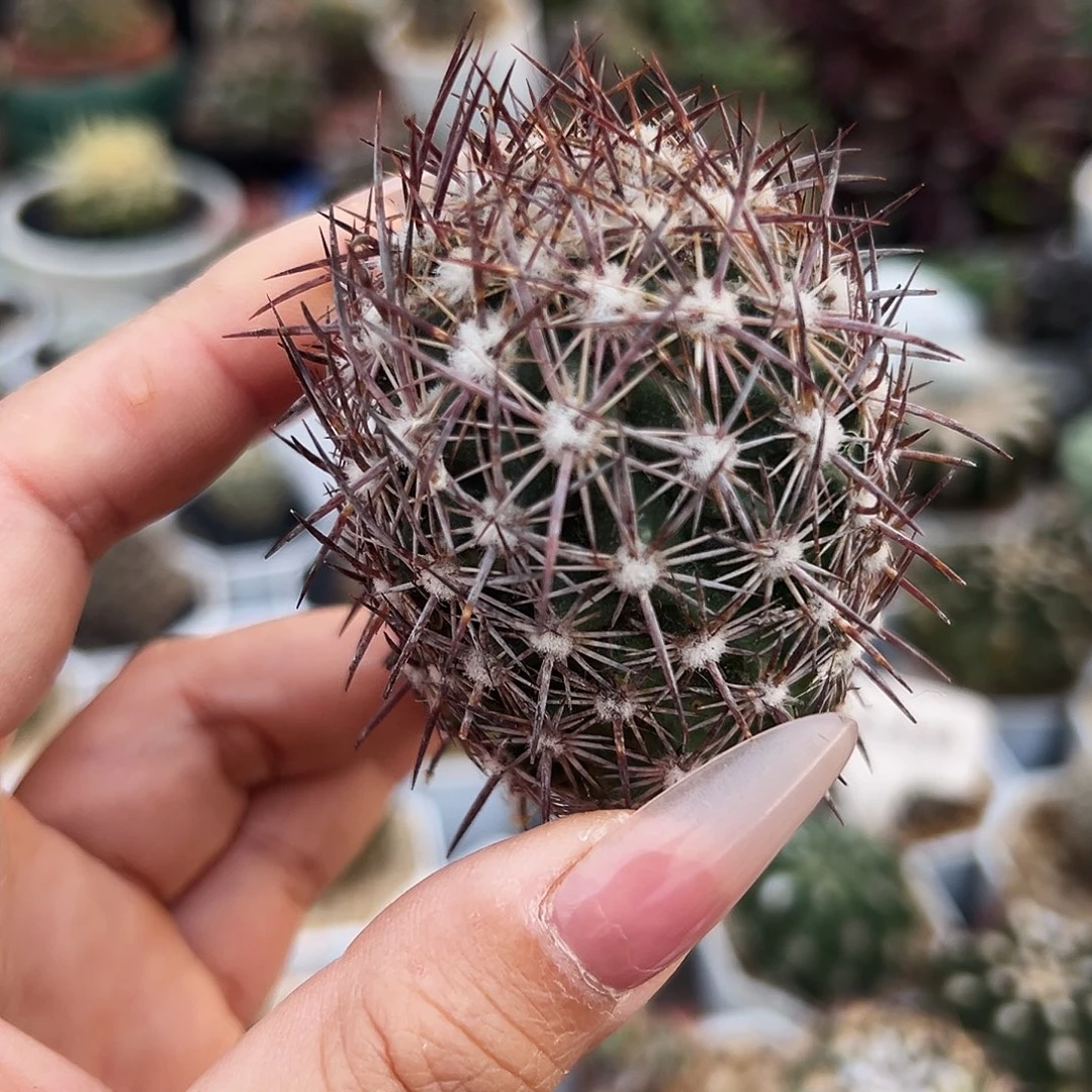 英冠微根仙人球66666666