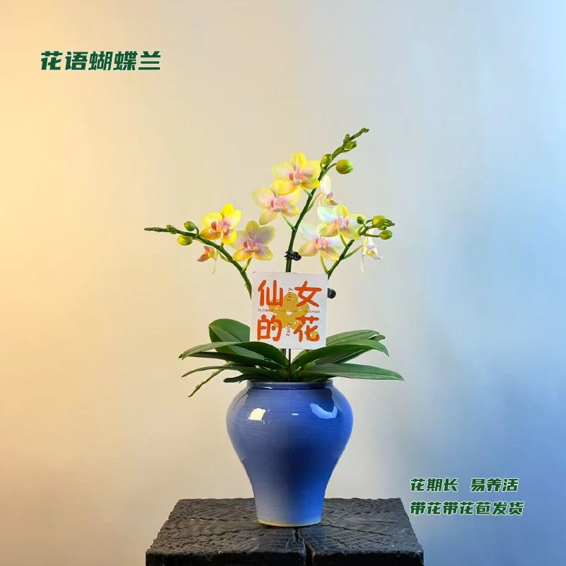 蝴蝶兰【祥云】 带花带花苞发货 室内客厅盆栽花卉 好养易活