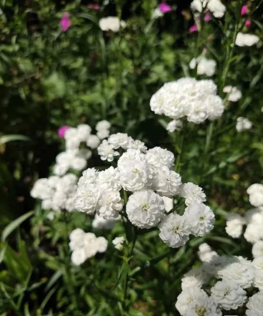 耐寒宿根多年   重瓣珍珠蓍草