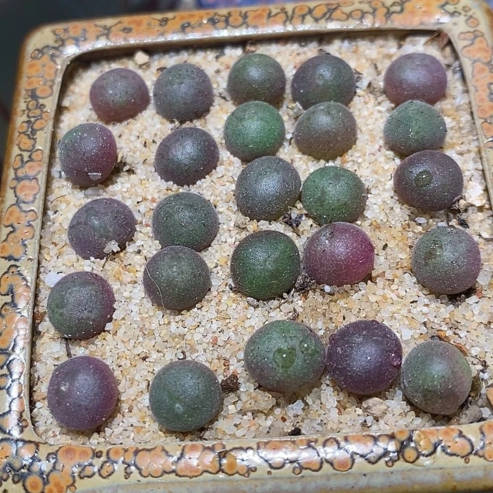 姬空蝉一颗。