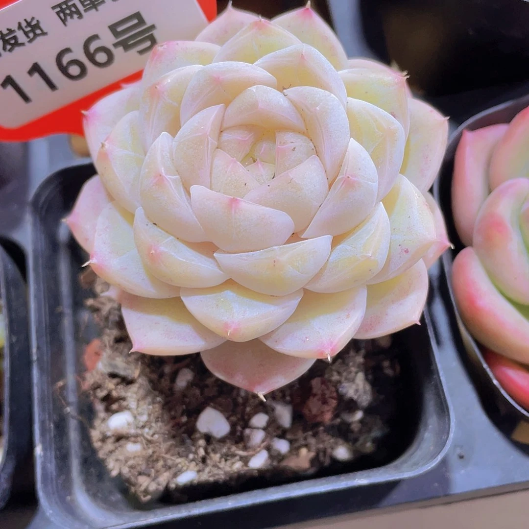 1166号 老桩白桃汽水