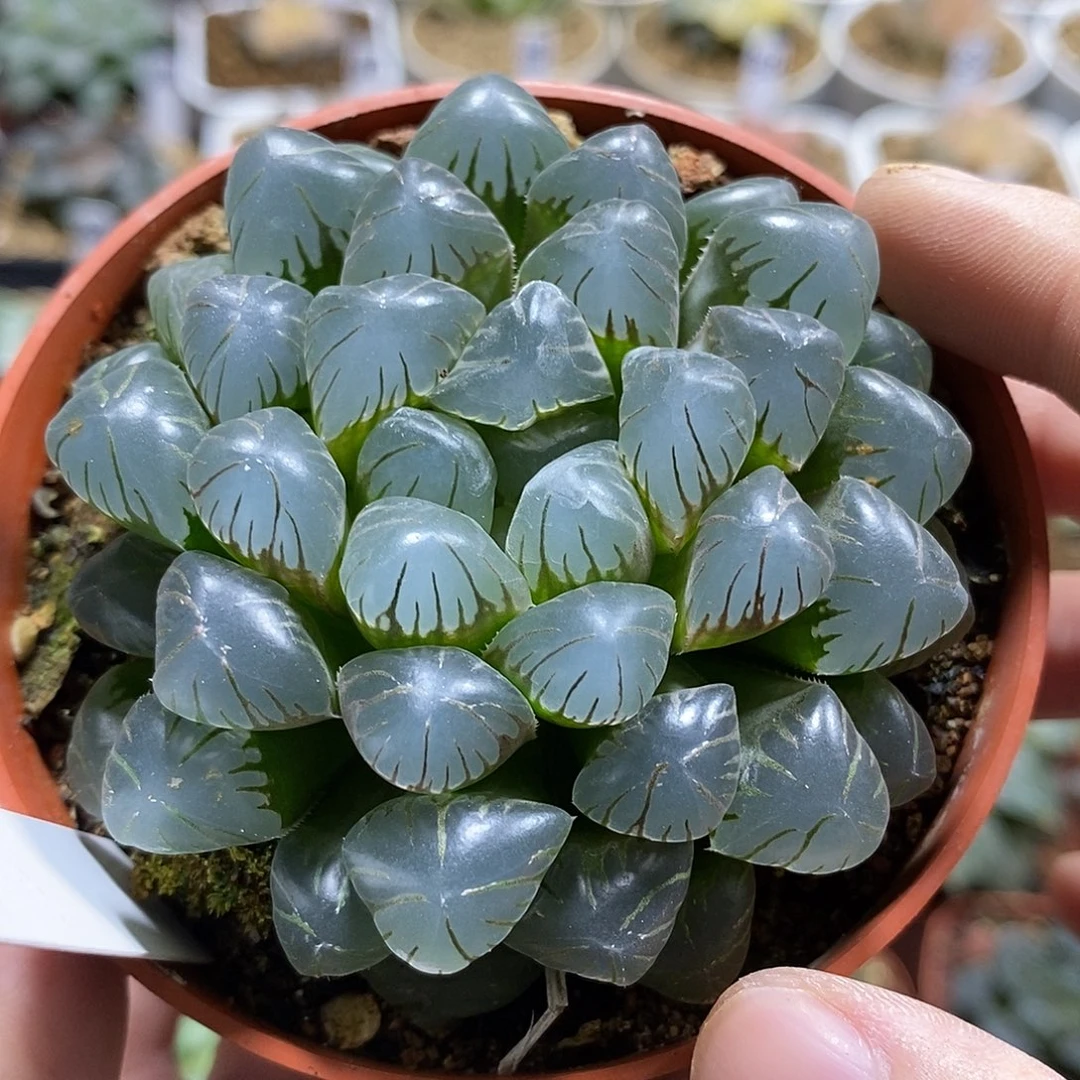 91潘灯哈哈哈哈哈哈